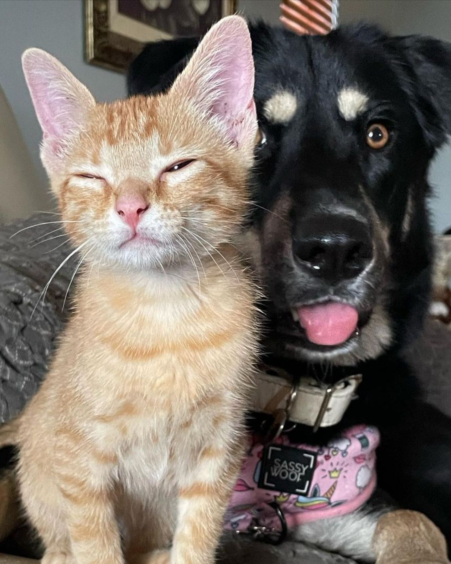 dog and kitten