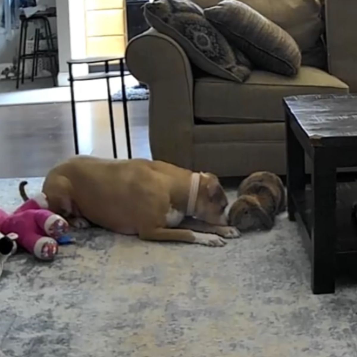 dog and rabbit on the floor in the house