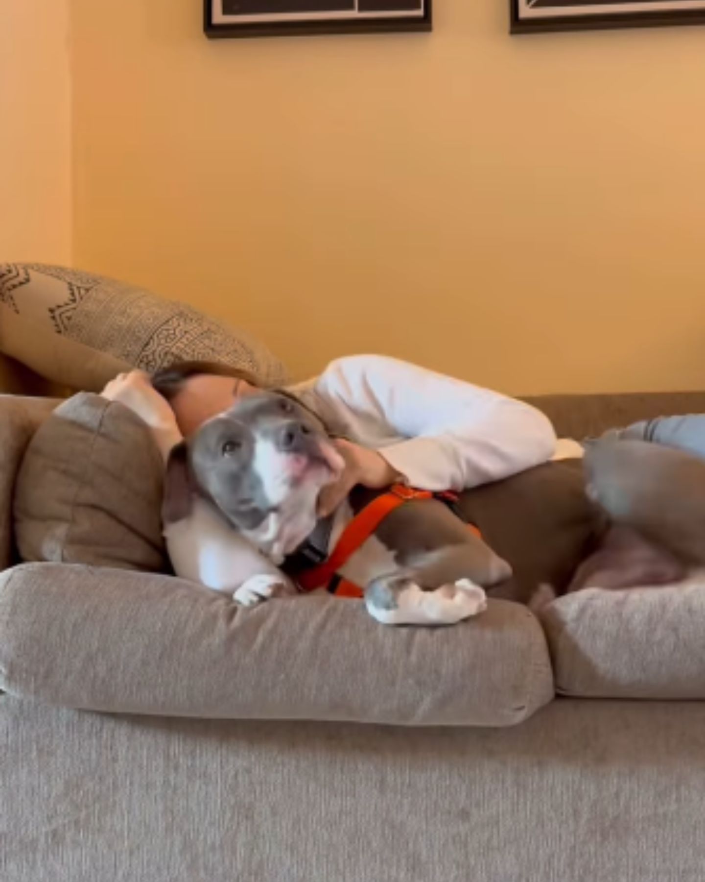 dog and woman lying on couch