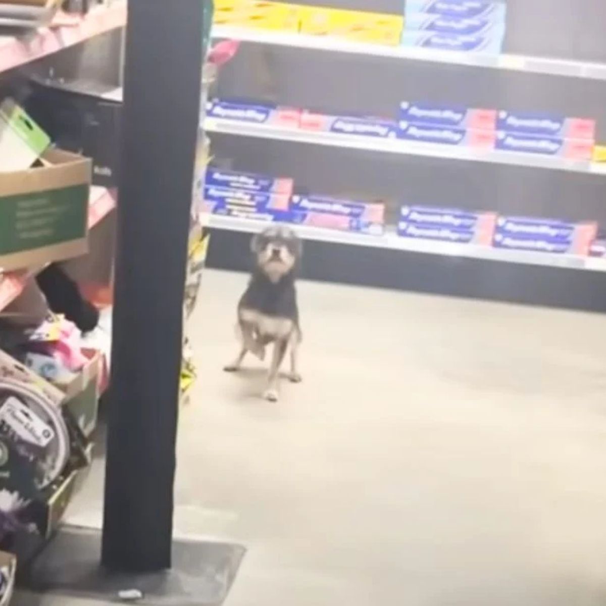 dog at dollar general