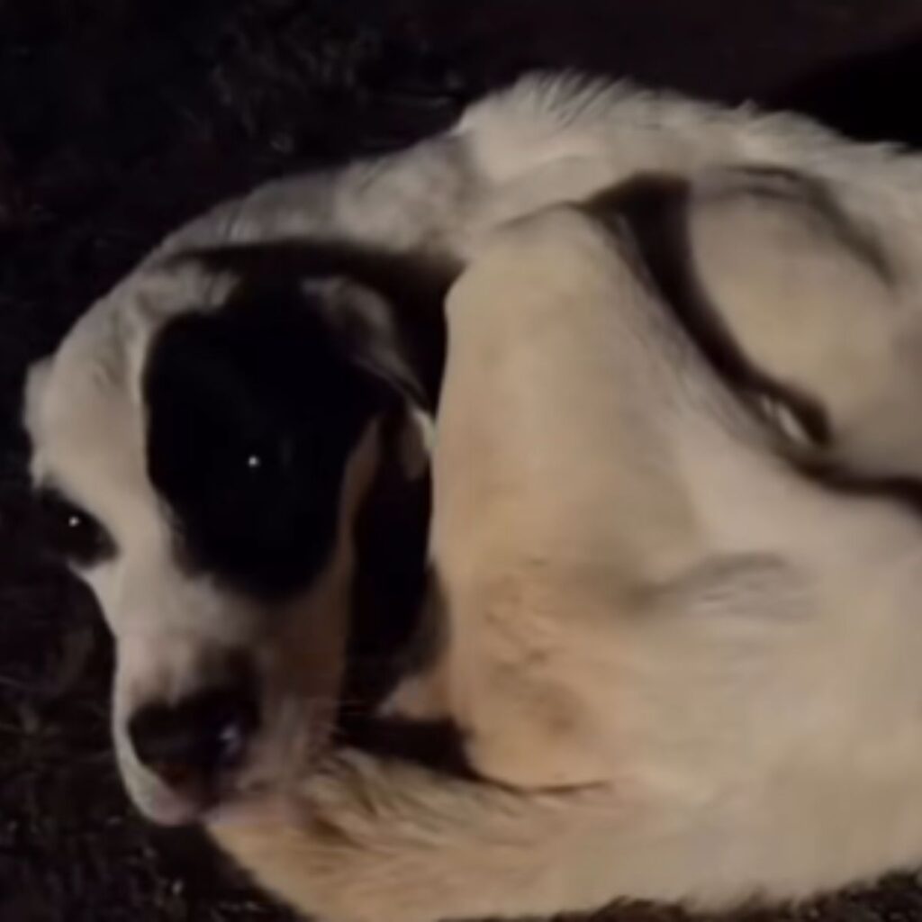 dog at night
