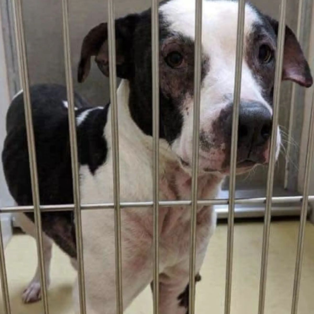 dog at shelter