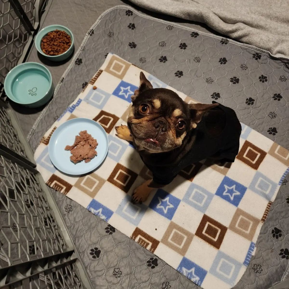 dog at the shelter