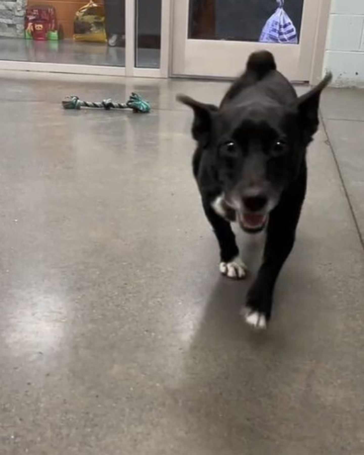 dog at the shelter
