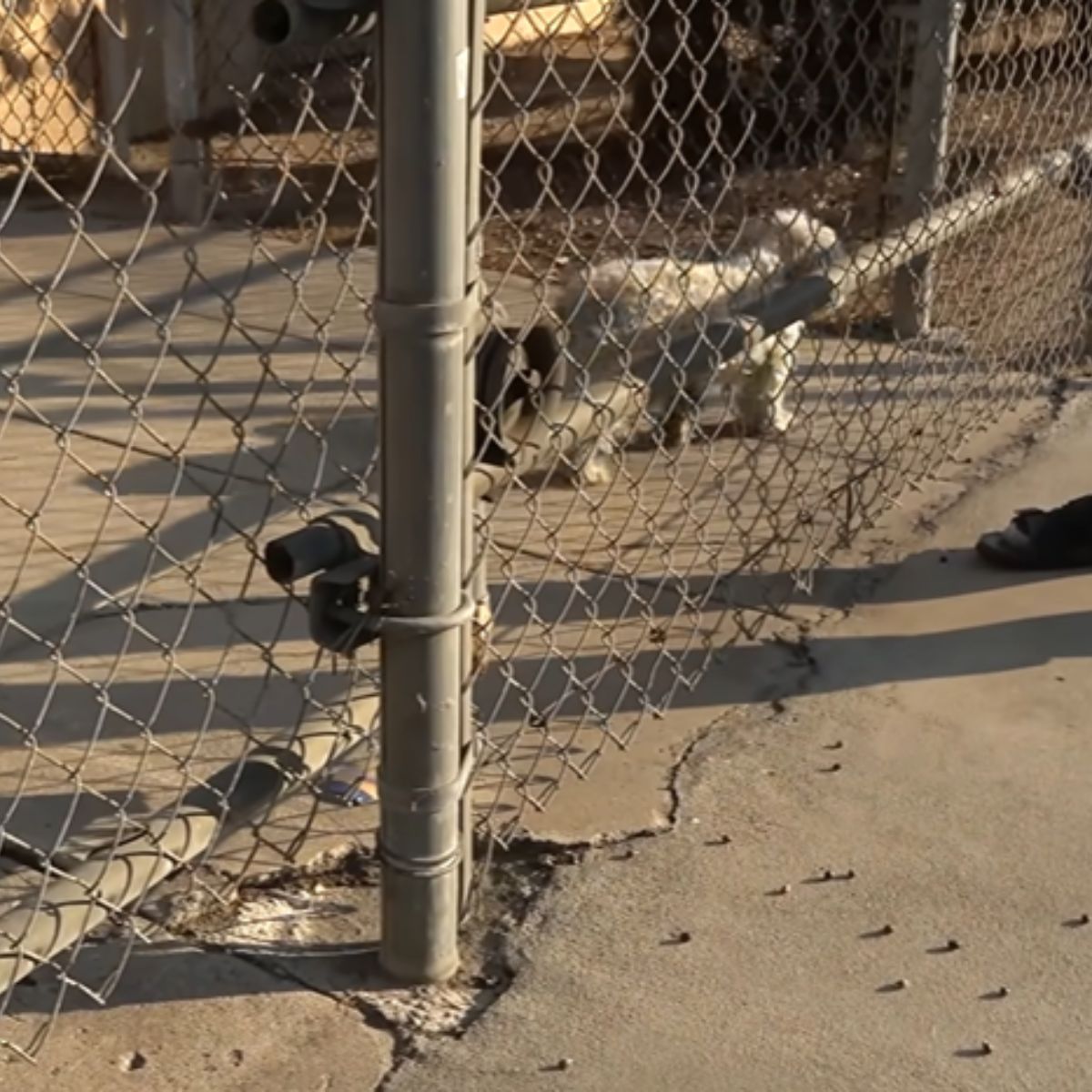dog behind a fence