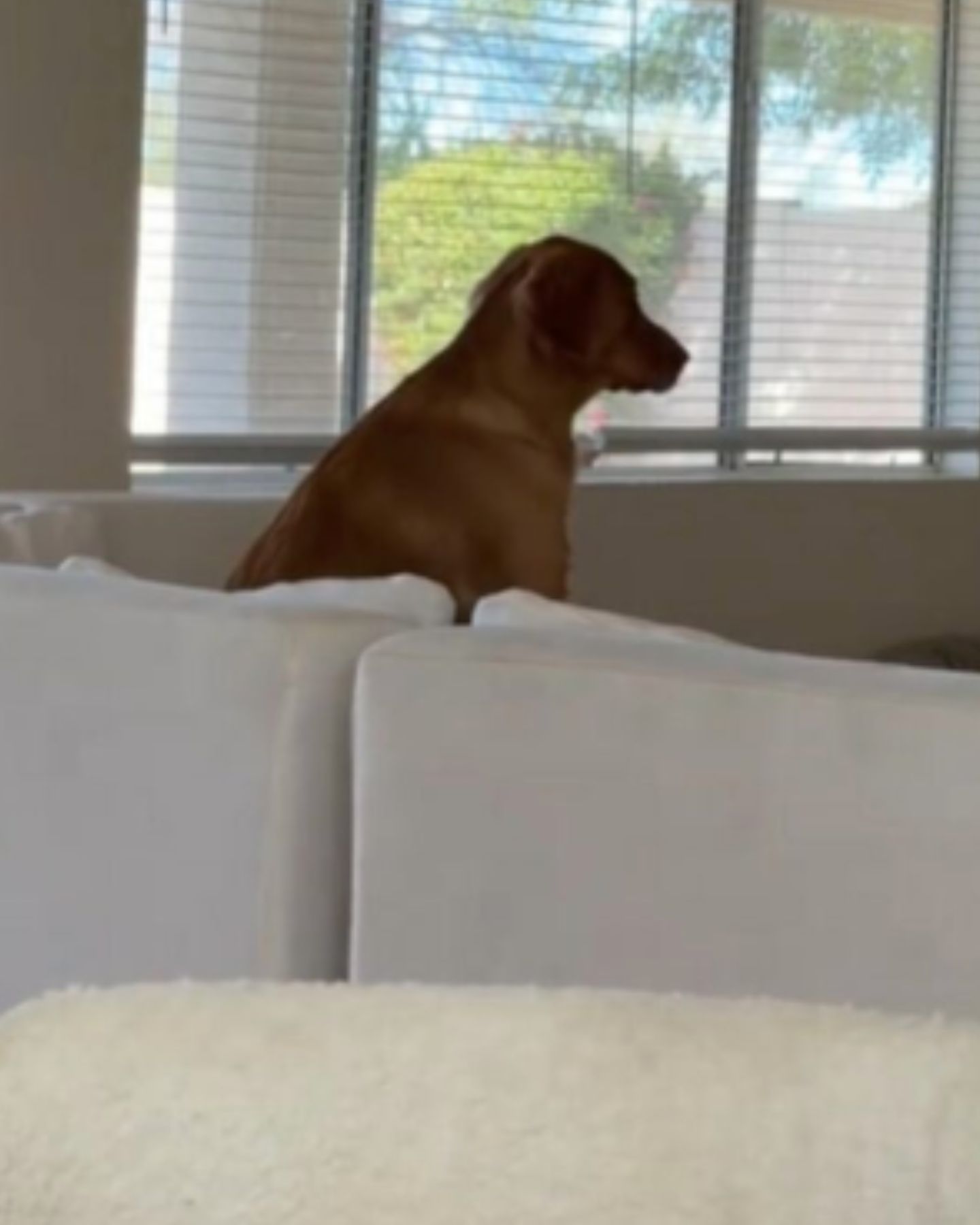 dog behind the pillows