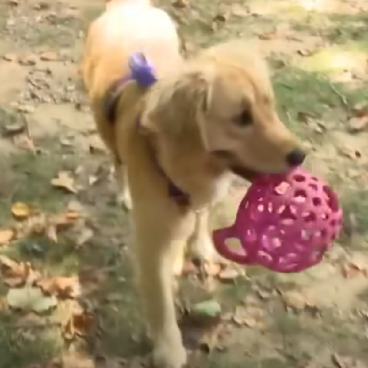 dog carrying a pink toy