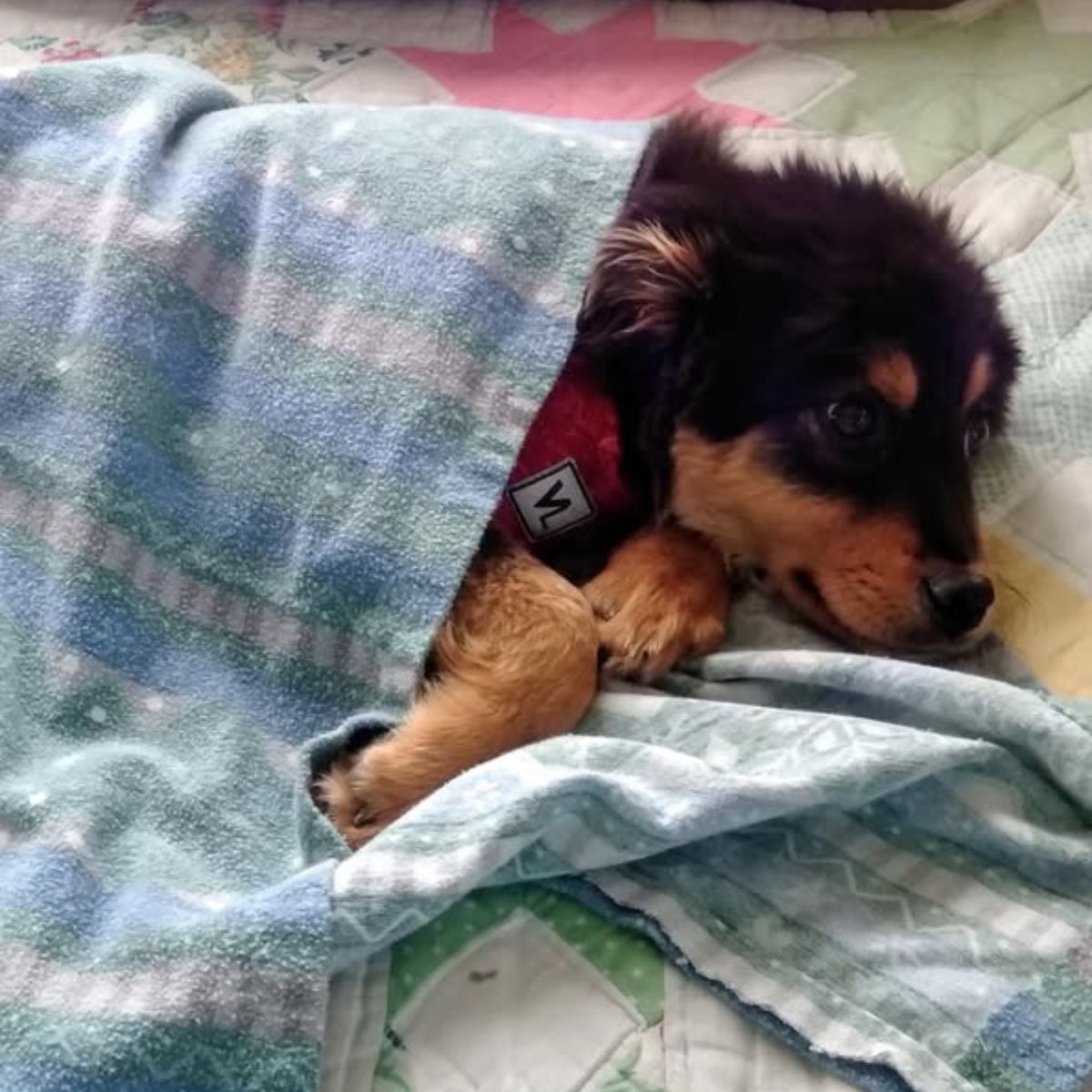 dog covered with a blanket