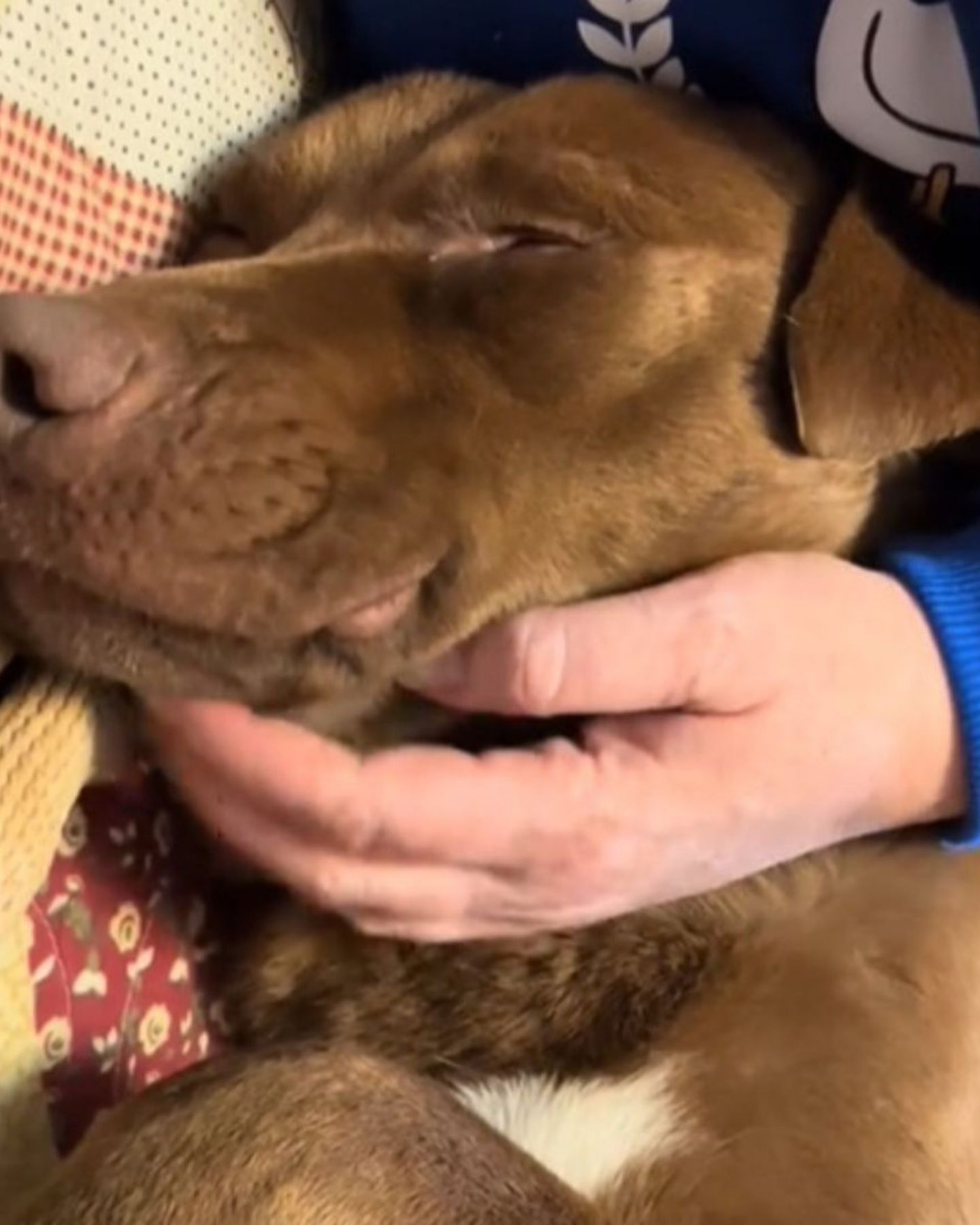 dog cuddling