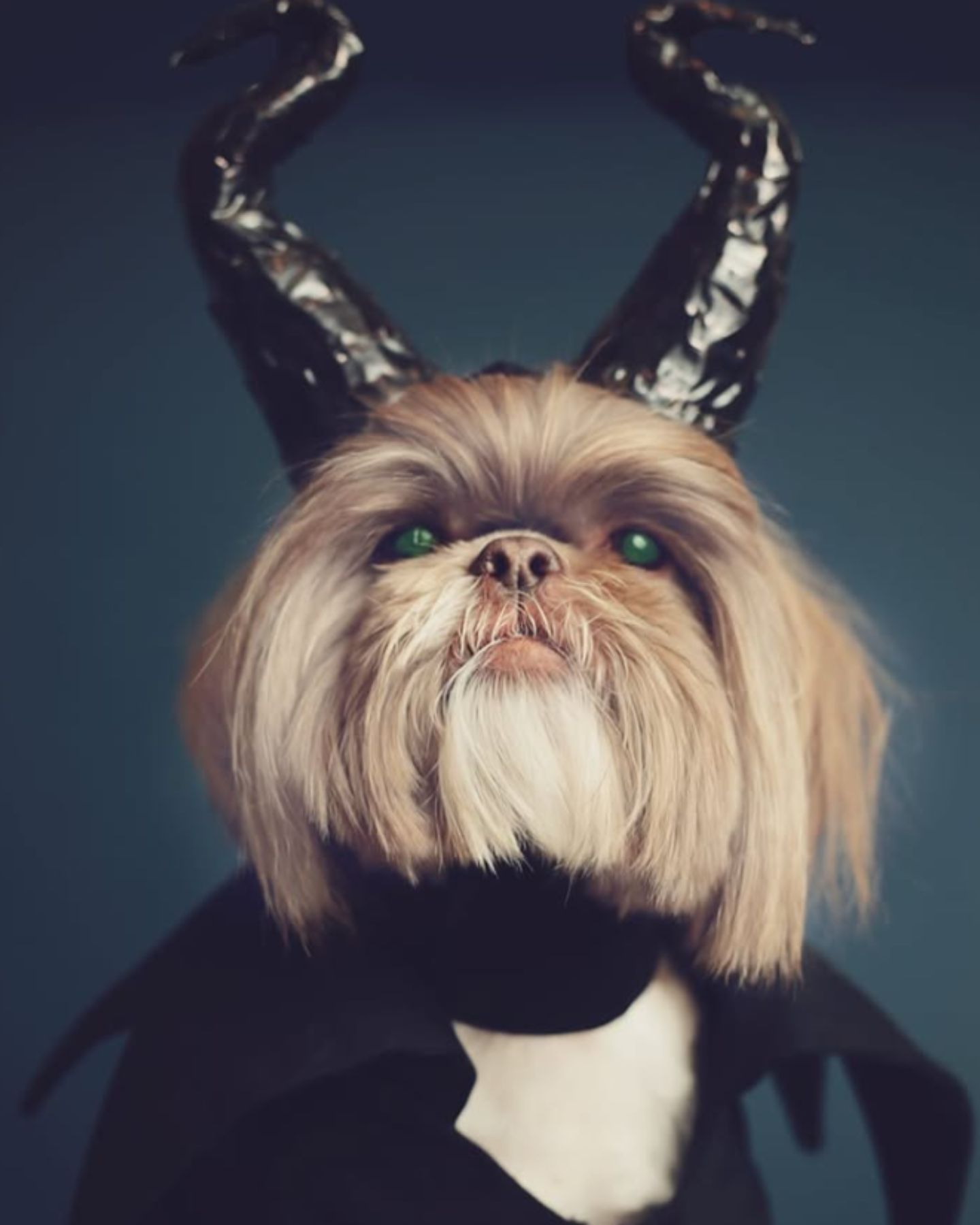 dog dressed in maleficent