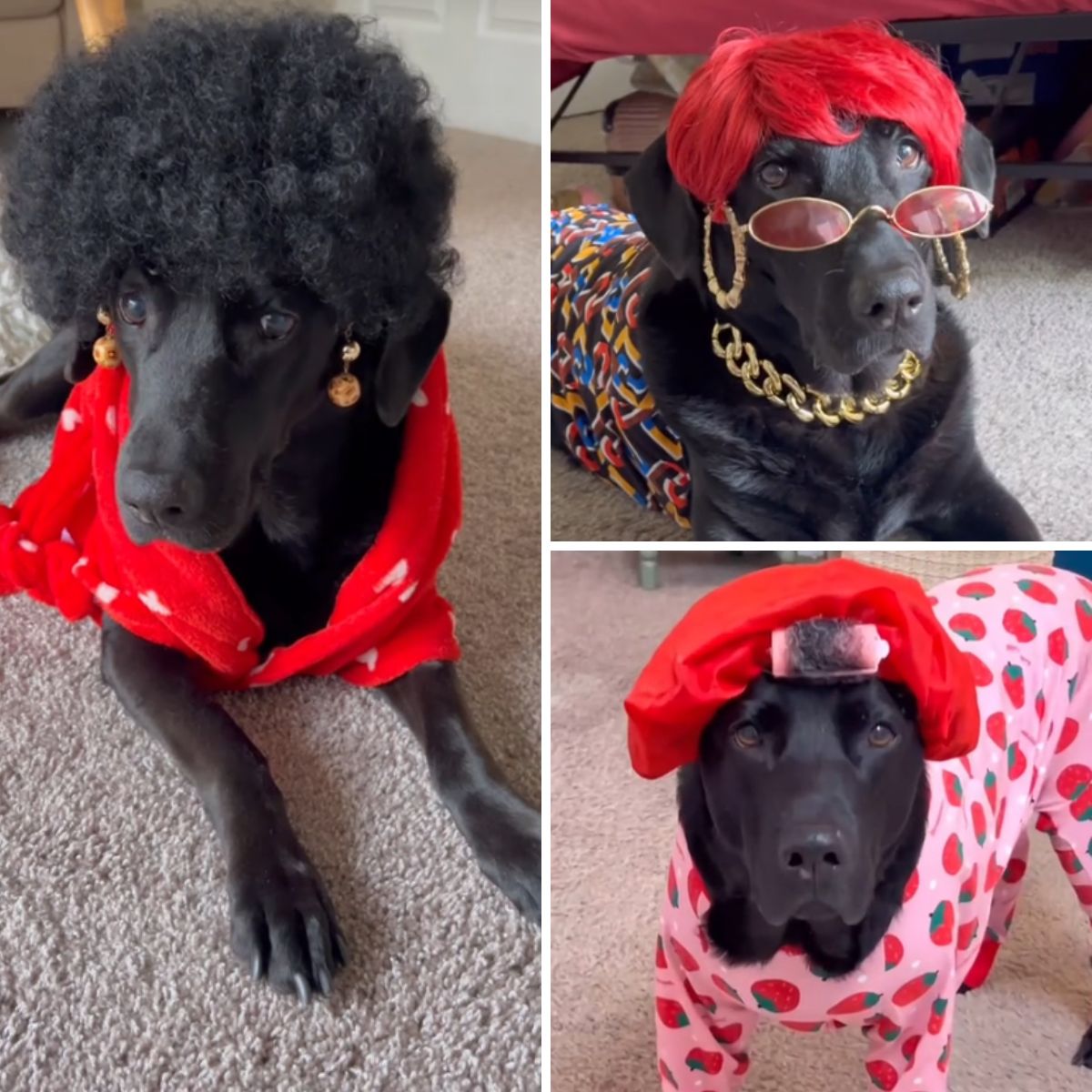 dog dressed up