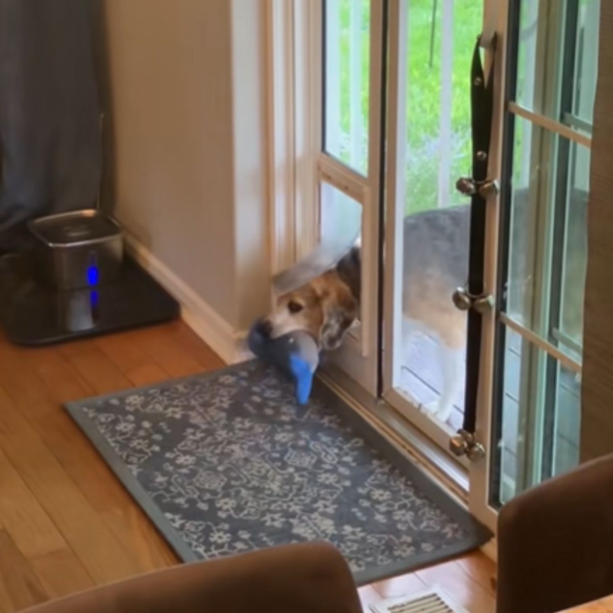 dog entering the dog gate