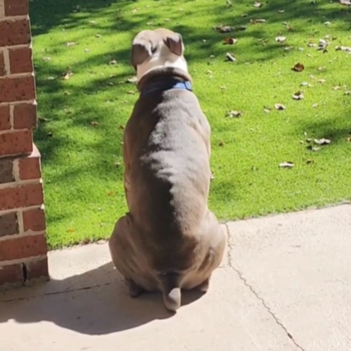 dog facing backwards