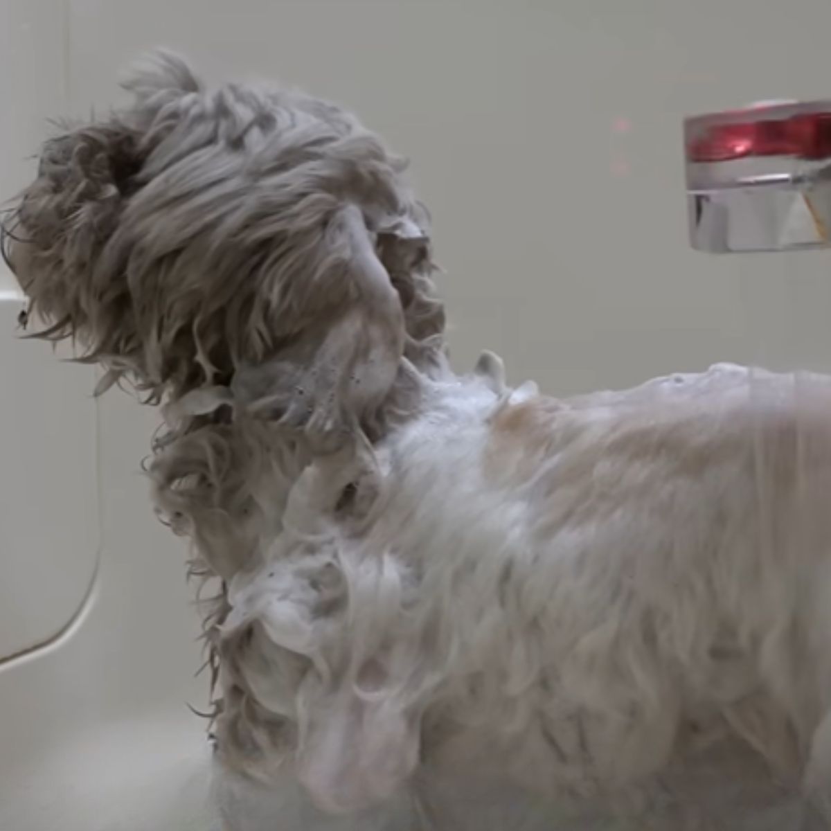 dog getting a bath