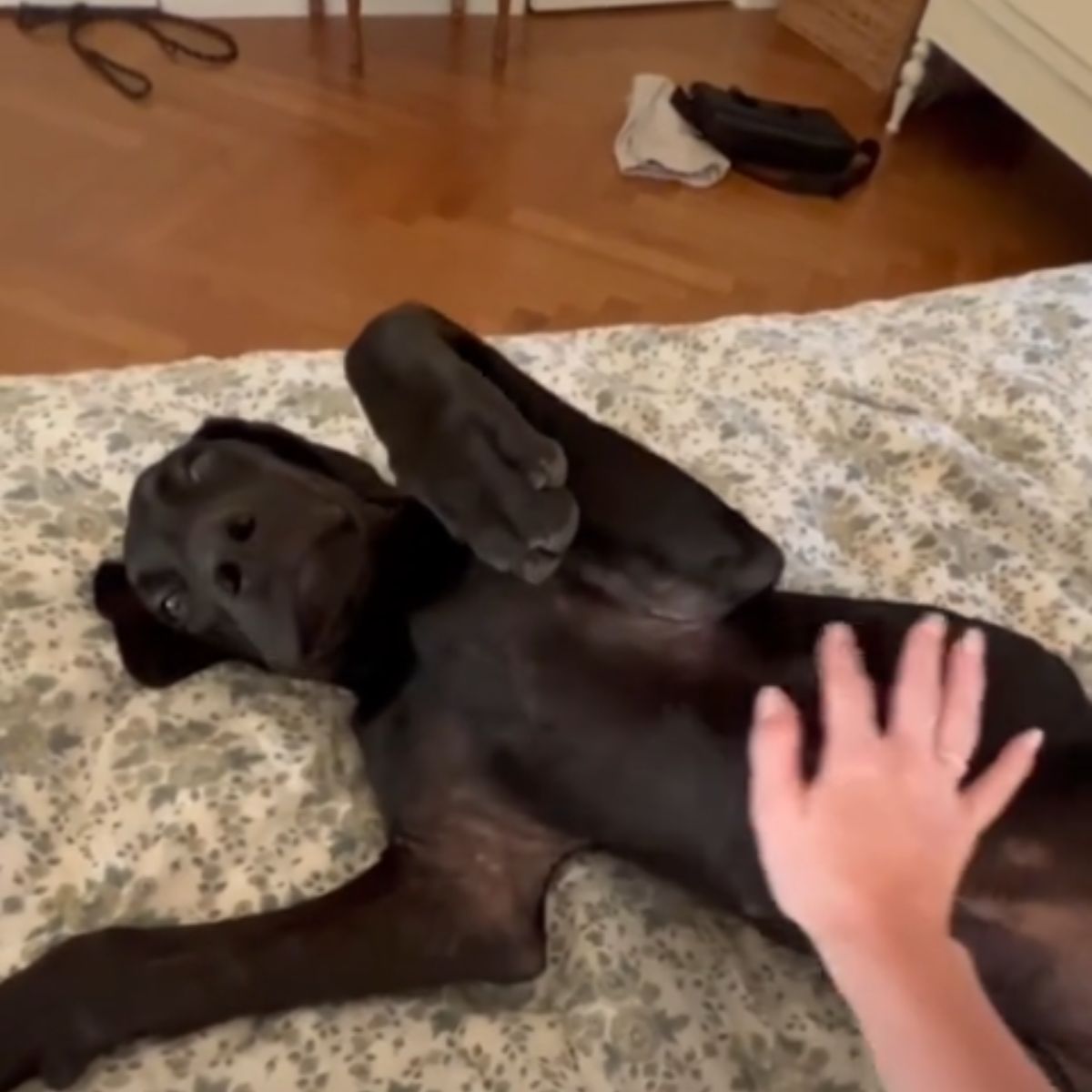 dog getting belly rubs