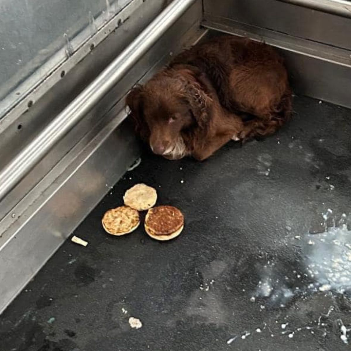 dog hiding in elevator
