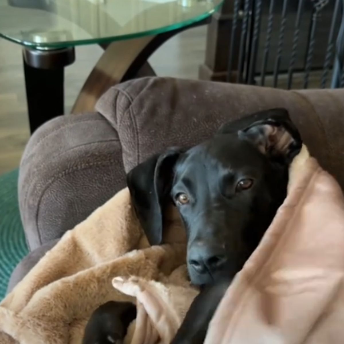 dog in a blanket