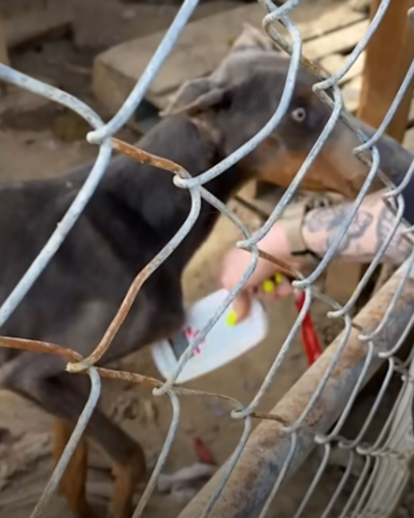 dog in a cage