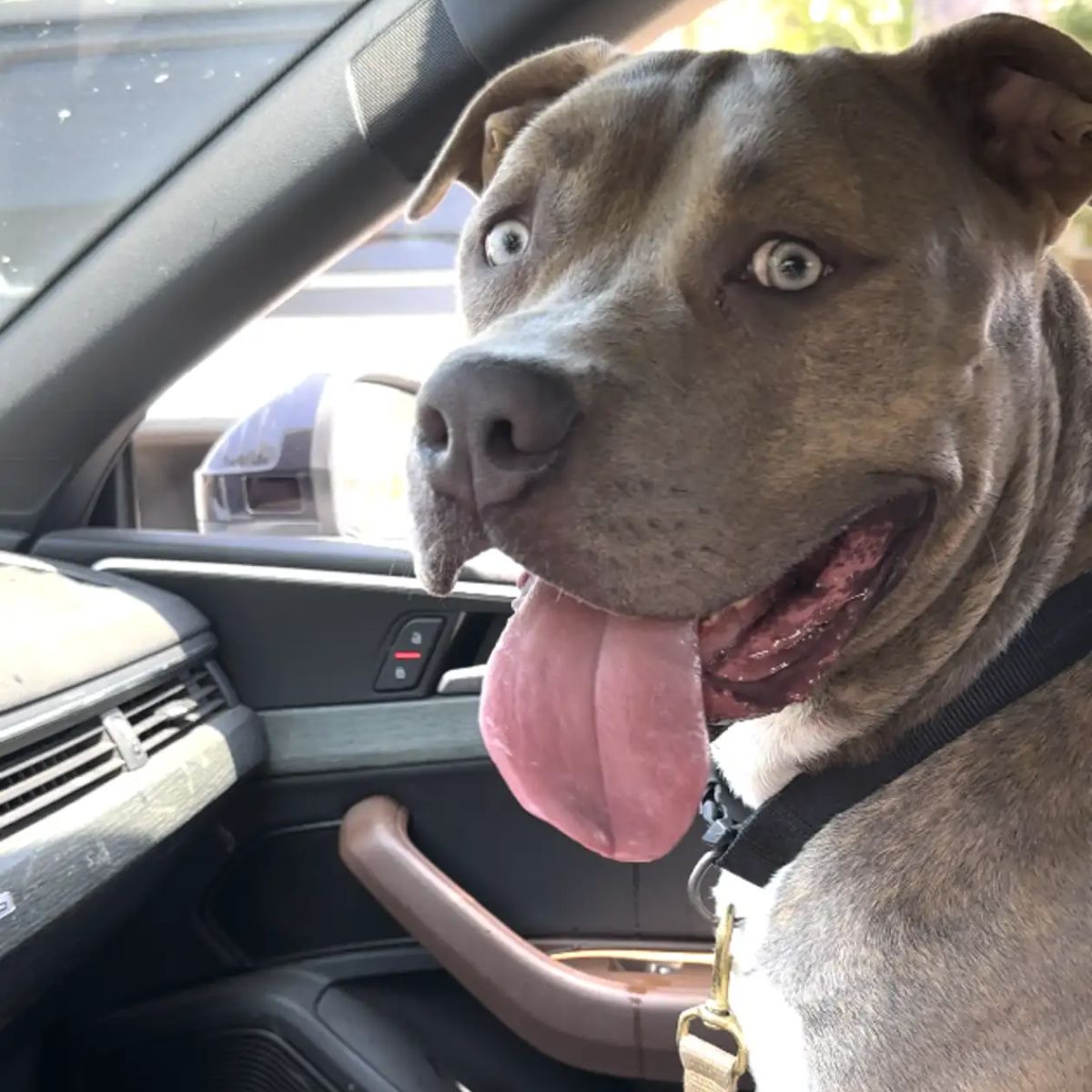 dog in a car