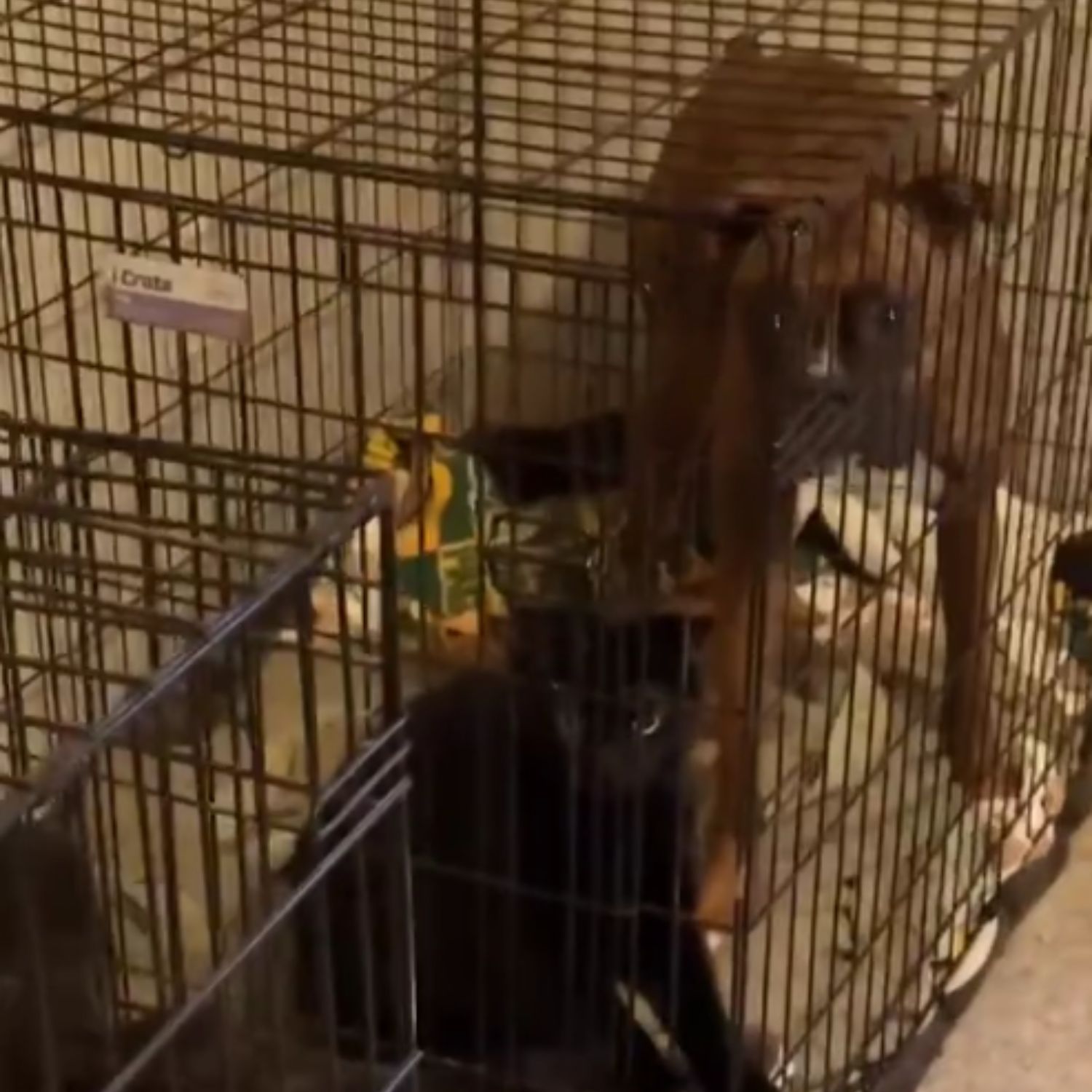 dog in a crate