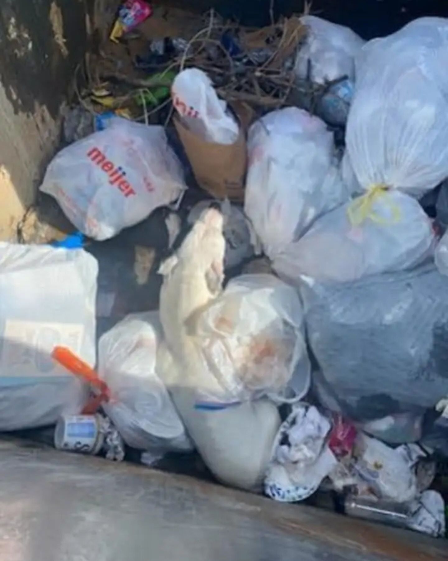 dog in a dumpster