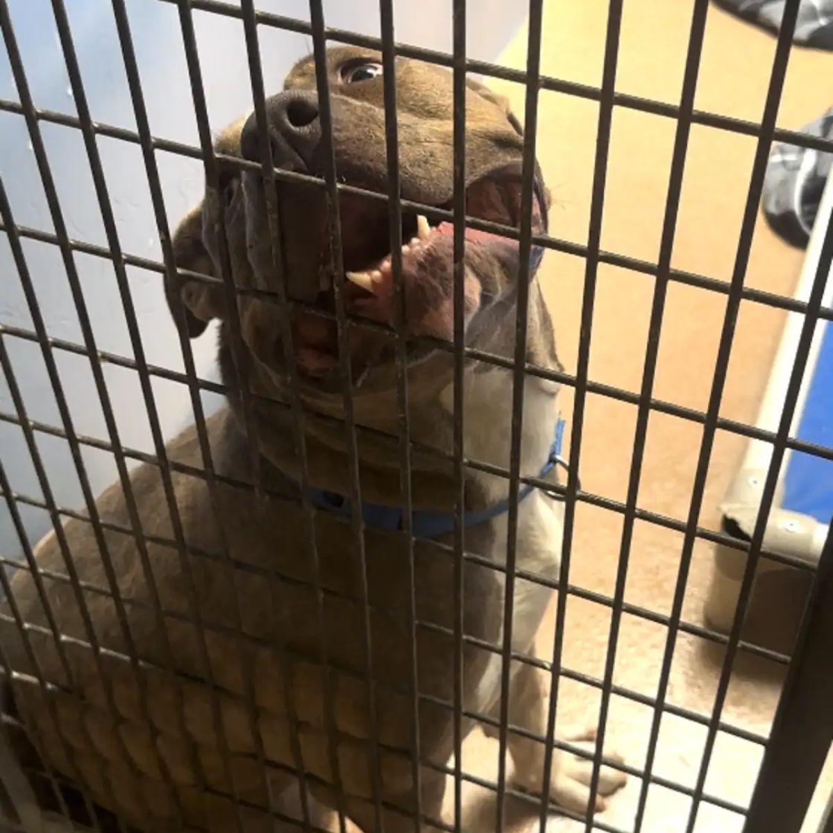 dog in a kennel