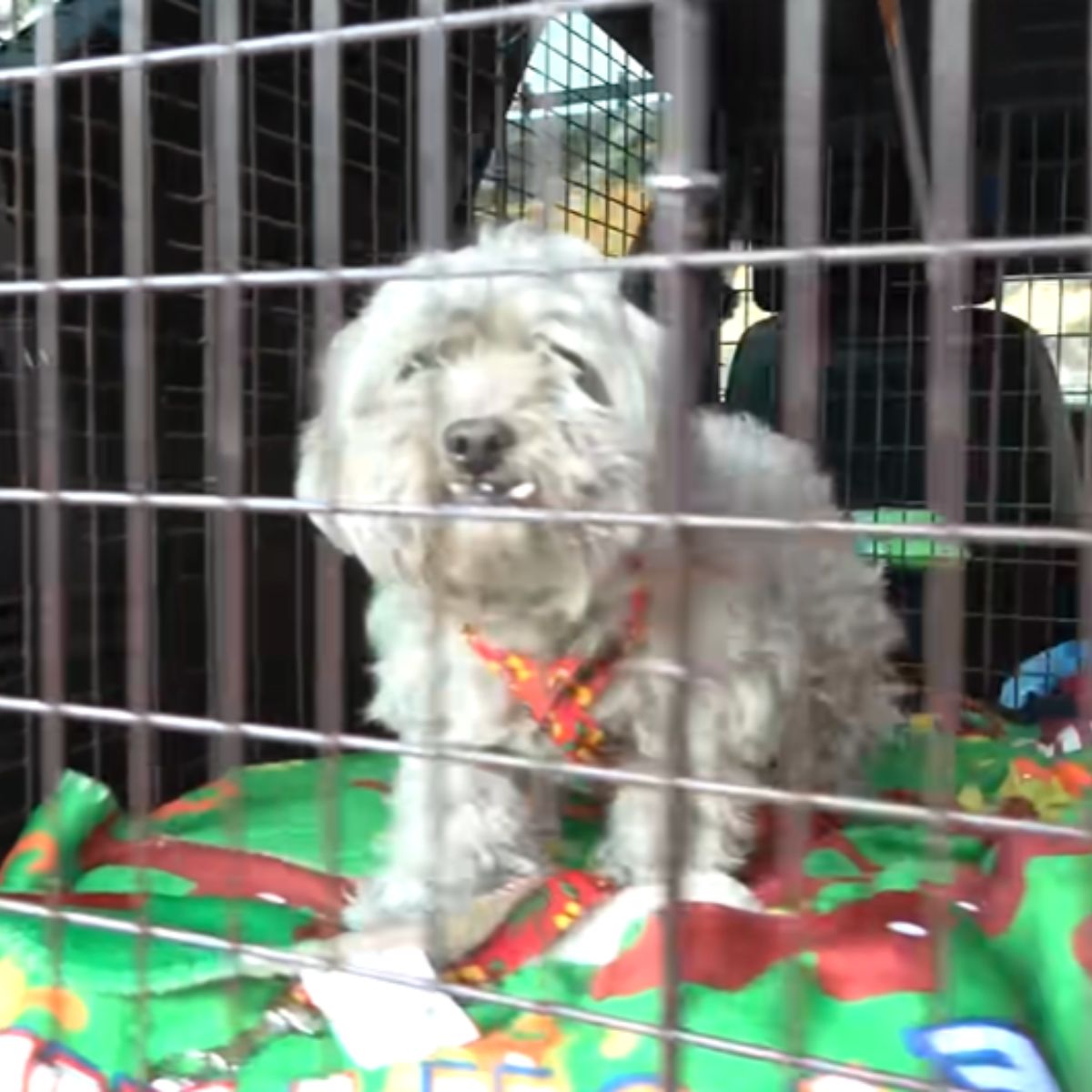dog in a kennel