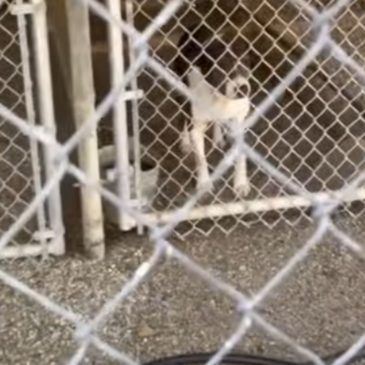 dog in a shelter
