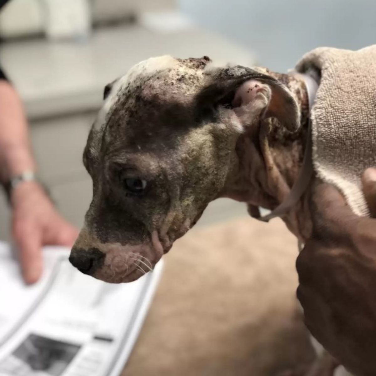 dog in bad condition