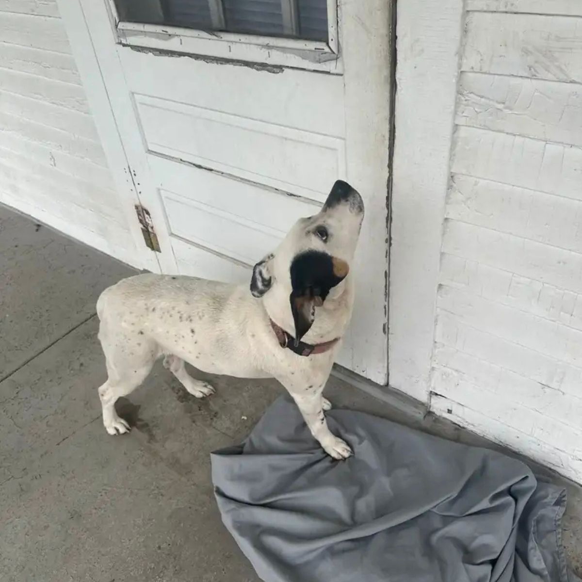 dog in front of the door