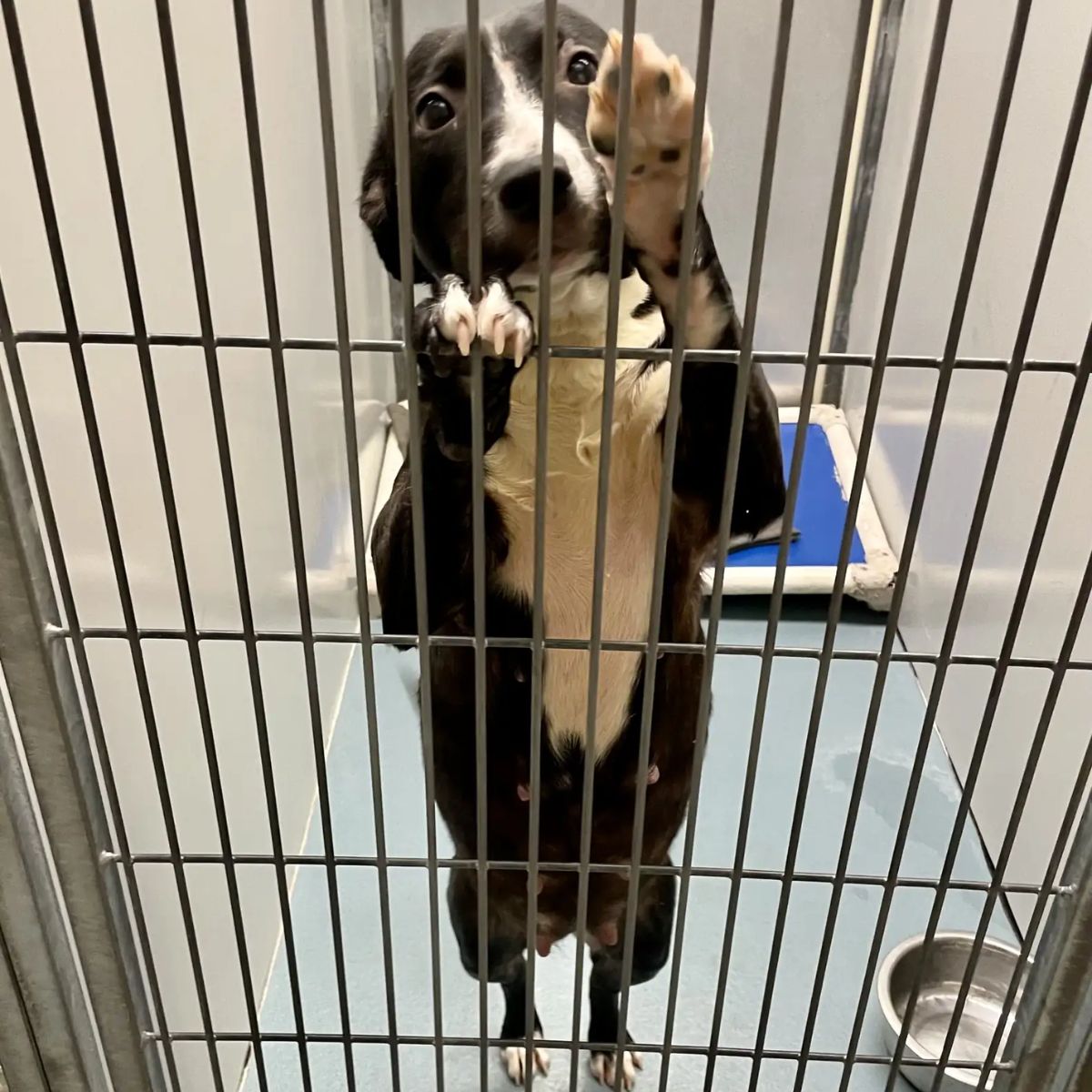 dog in kennel