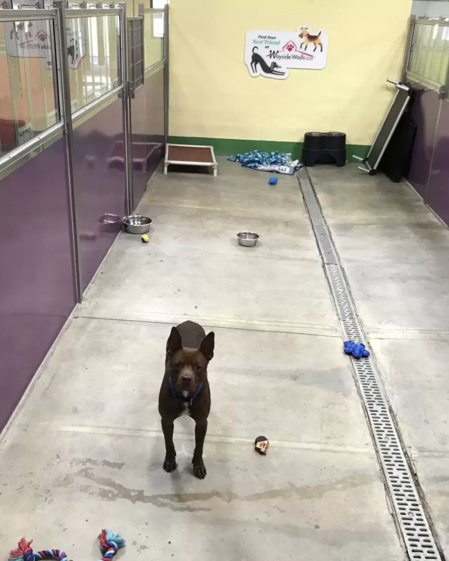 dog in shelter
