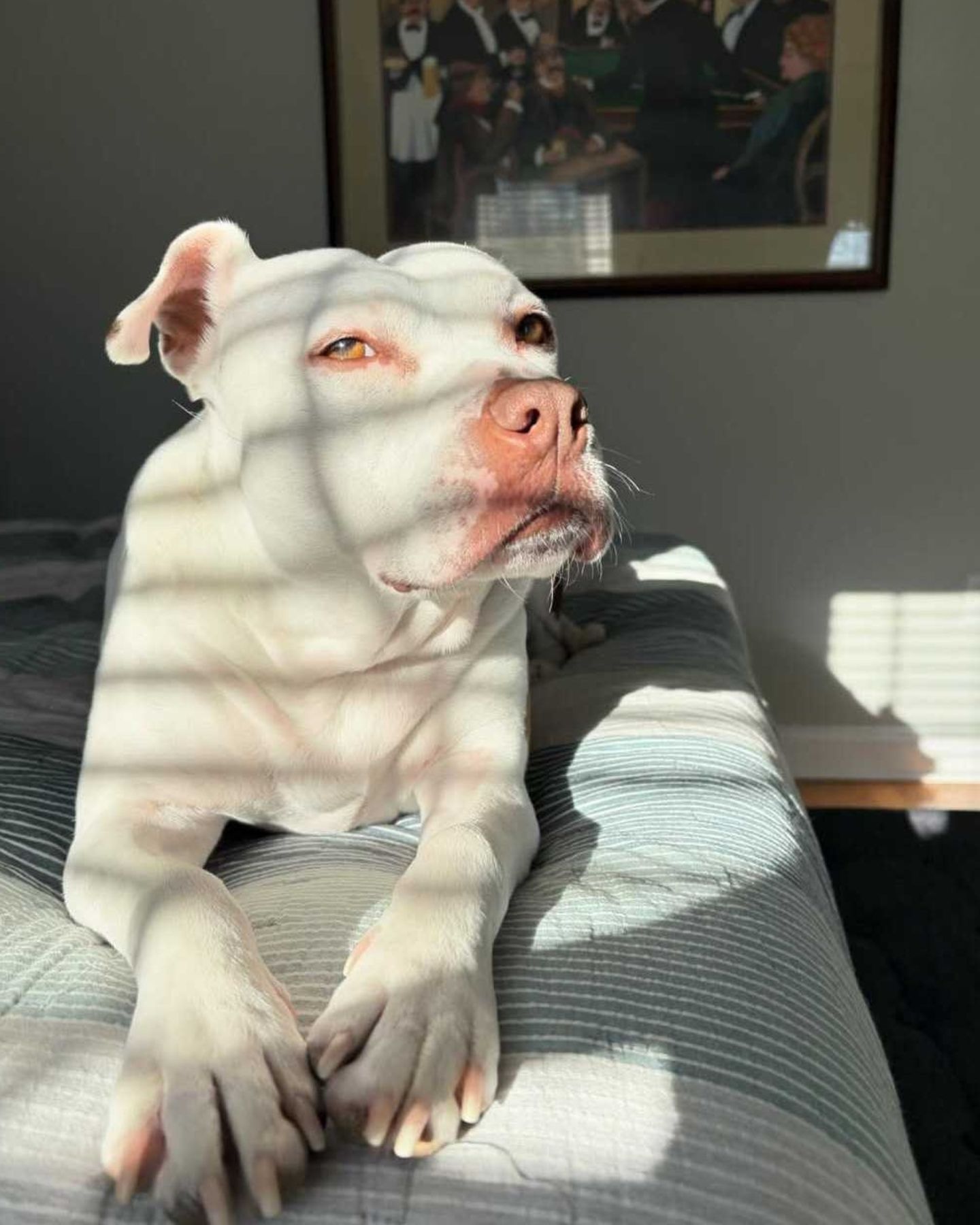 dog in sunshine
