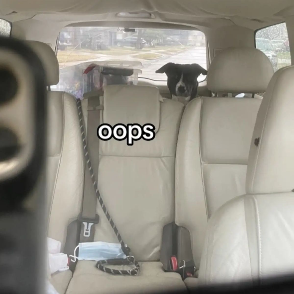 dog in the back of a car