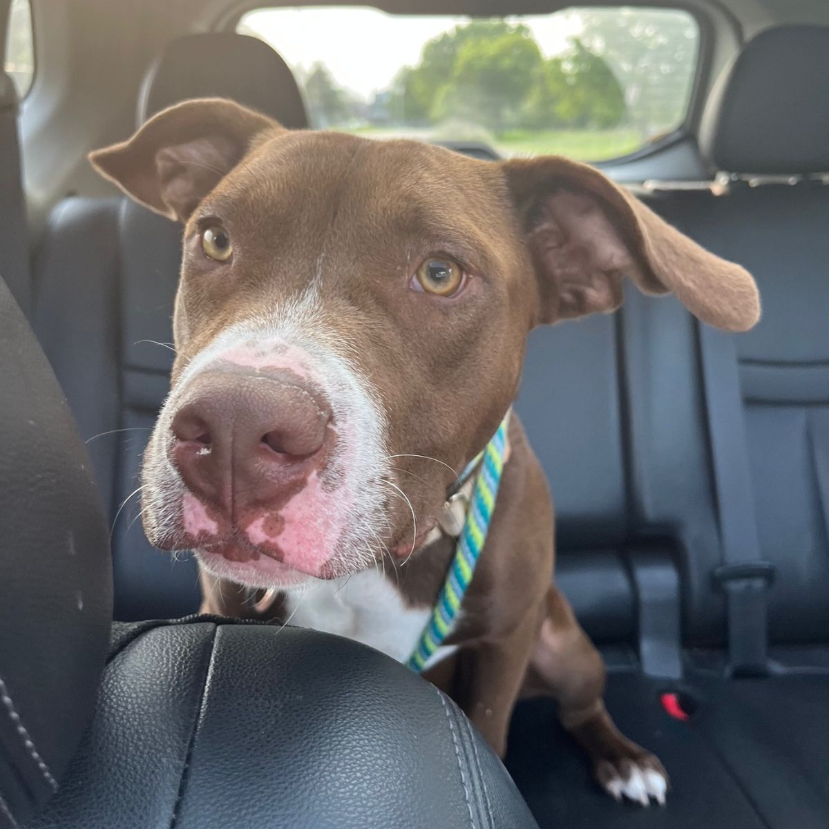 dog in the car