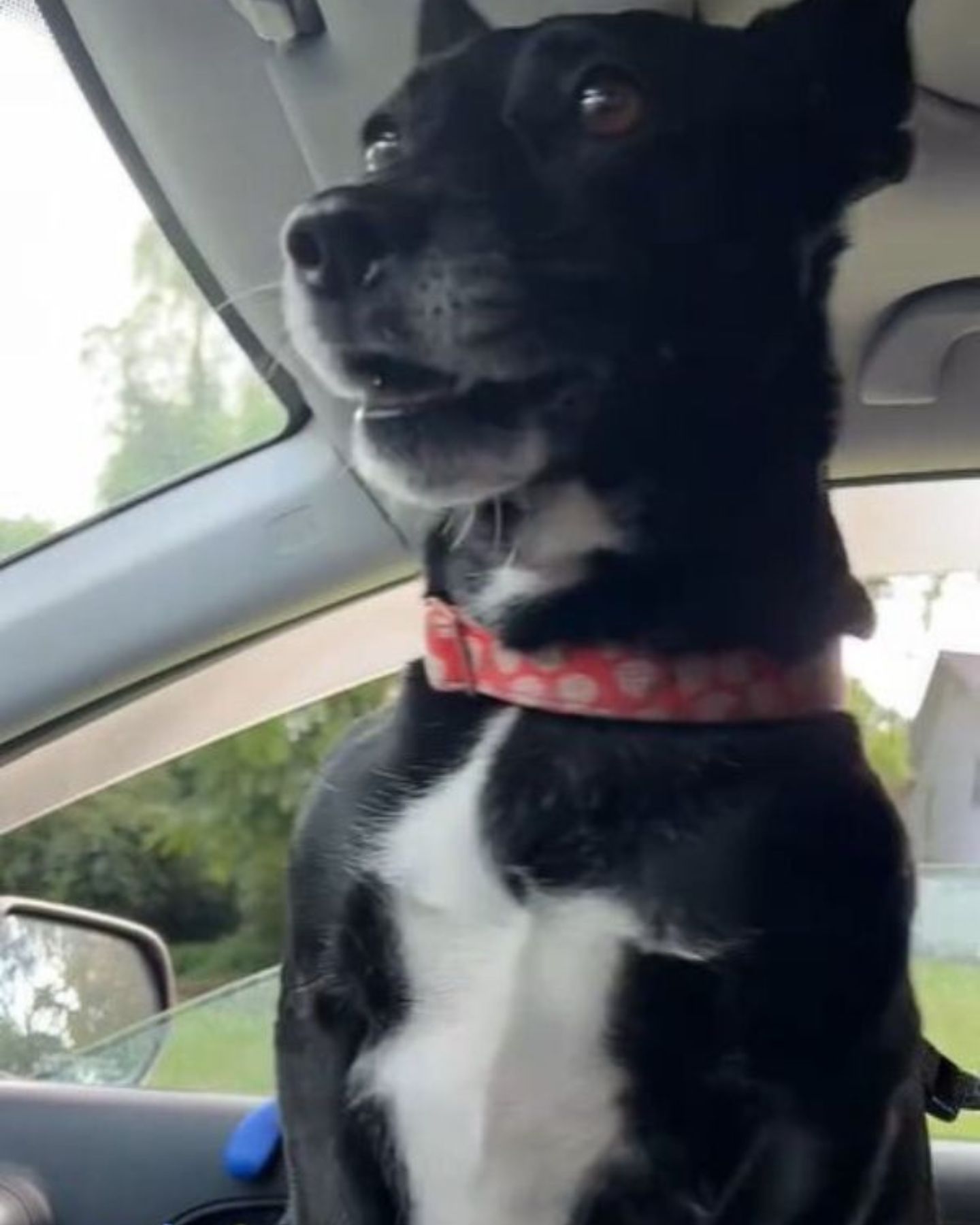 dog in the car
