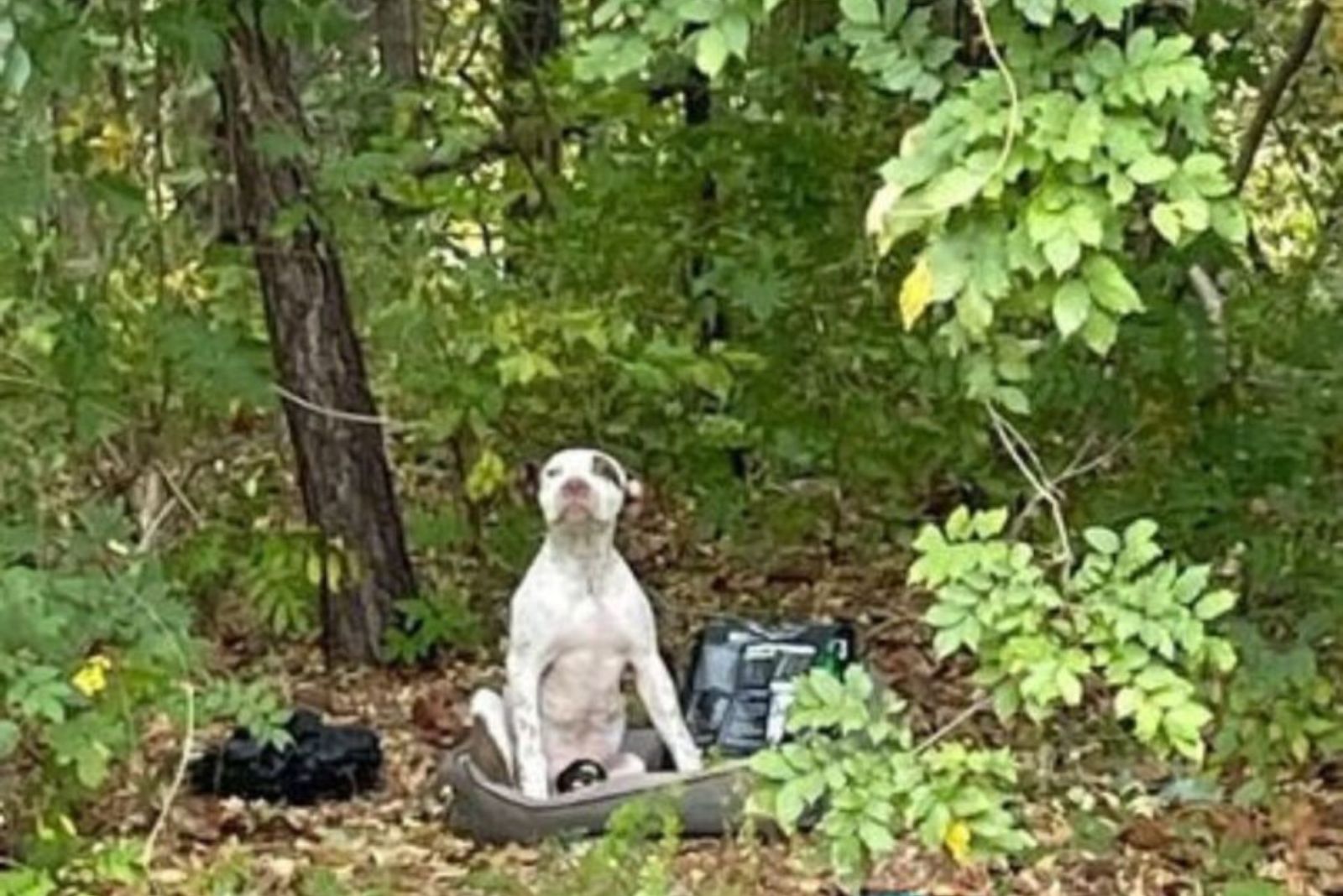 dog in the forest