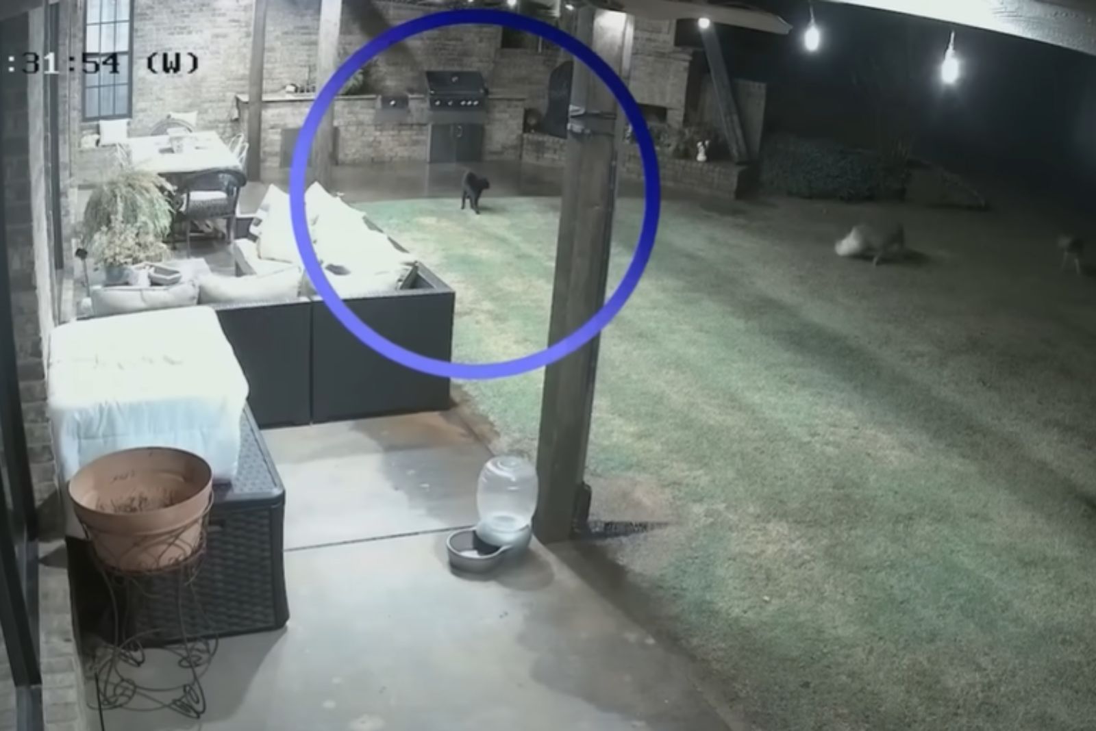 dog in the yard