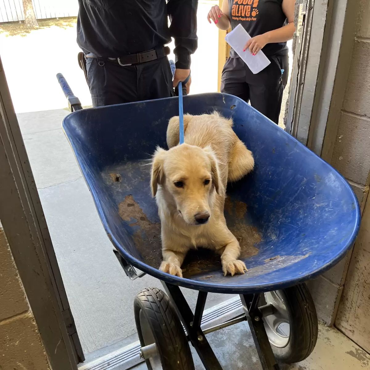 dog in wheelbarrow