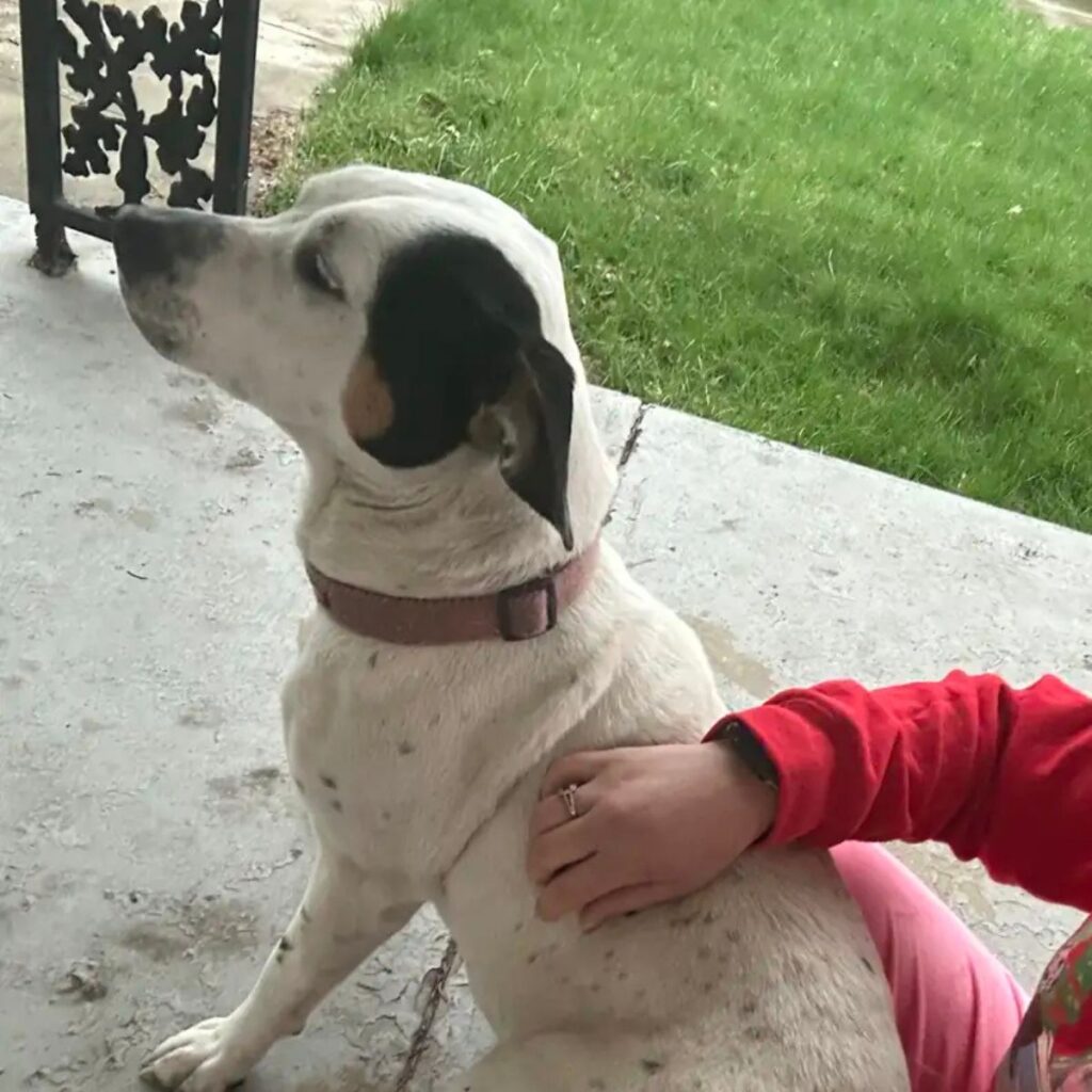 dog is being petted and enjoying himself