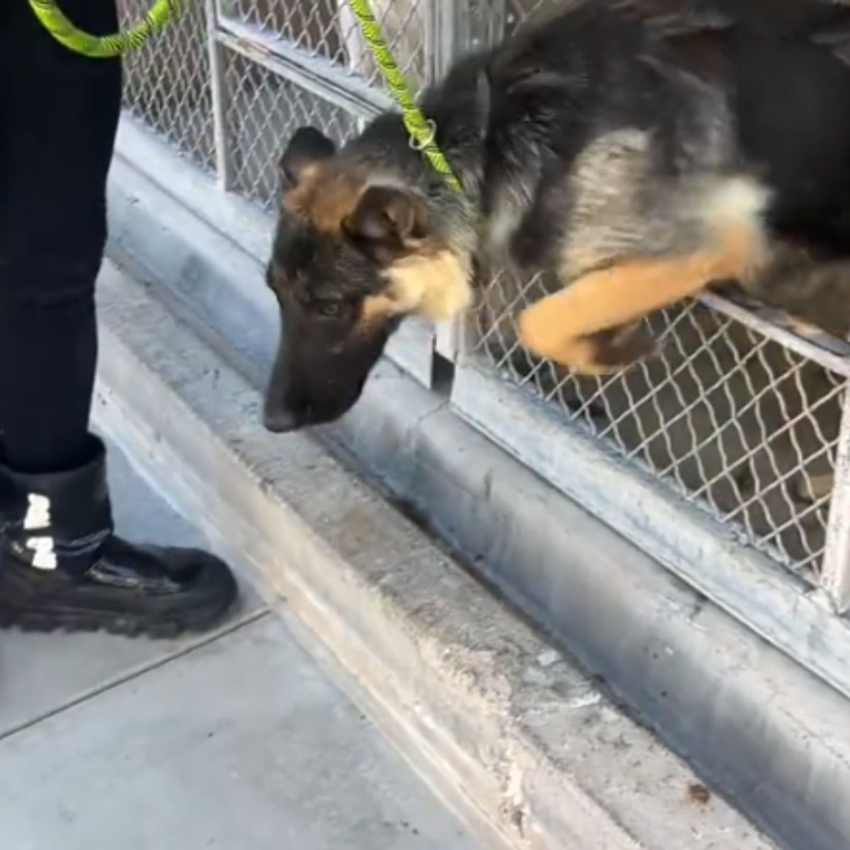 dog is going for his last walk