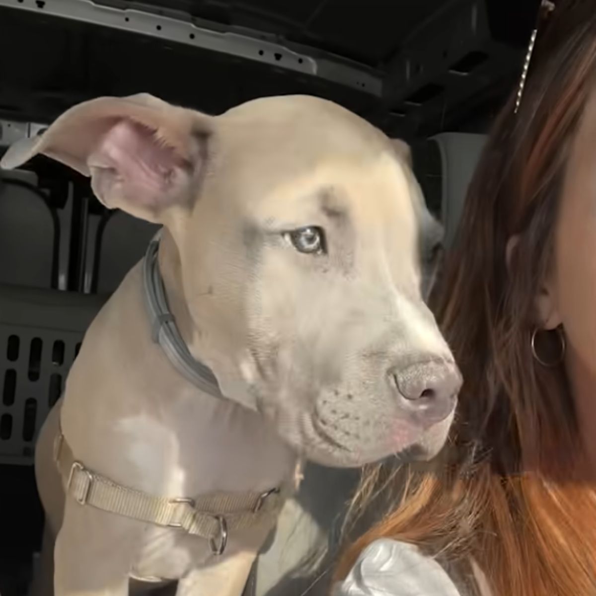 dog is looking in the car