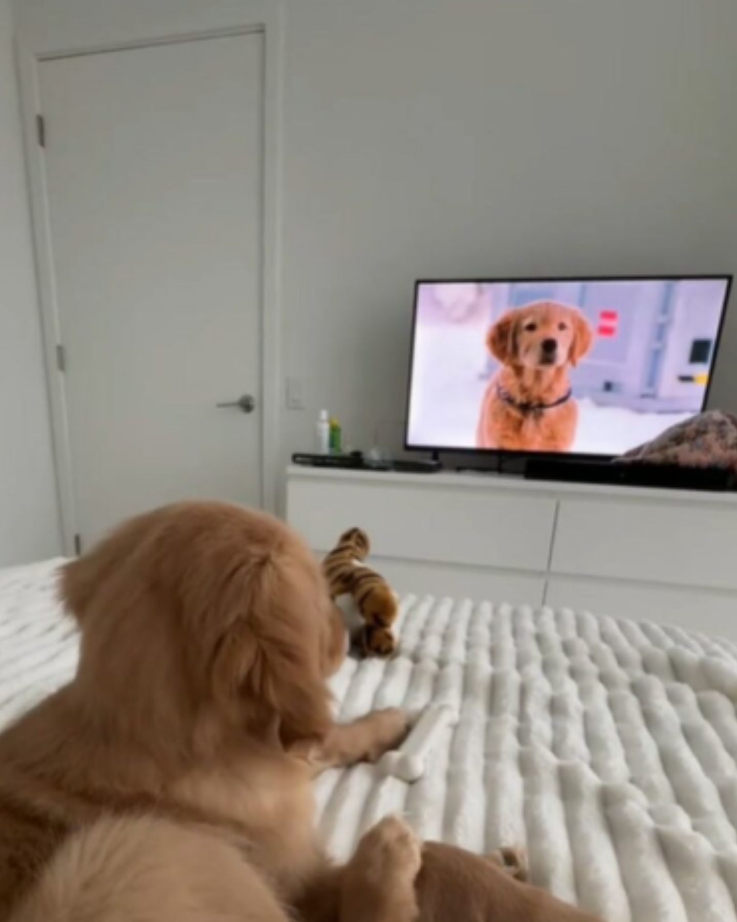 dog is watching TV from the bed