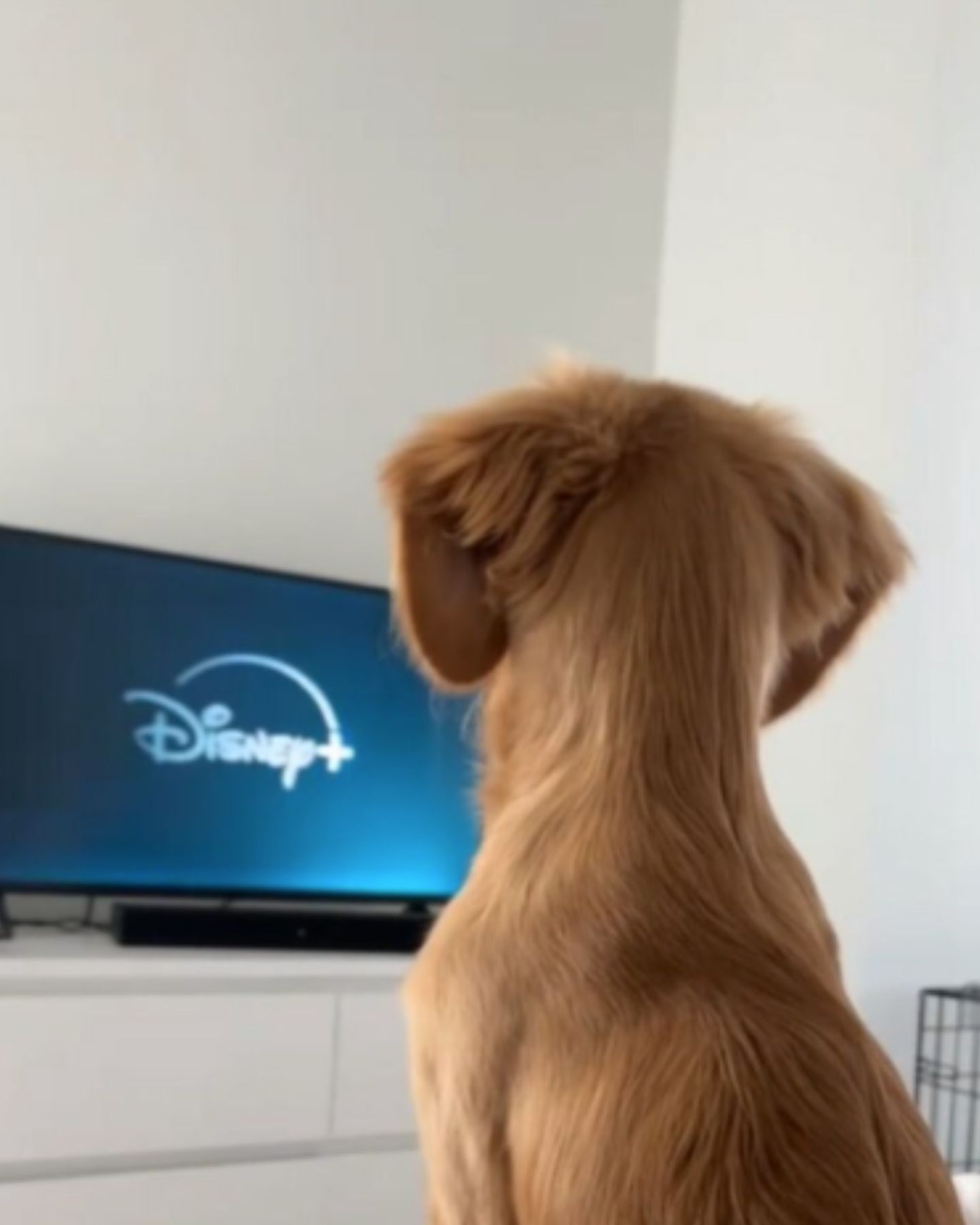 dog is watching disney