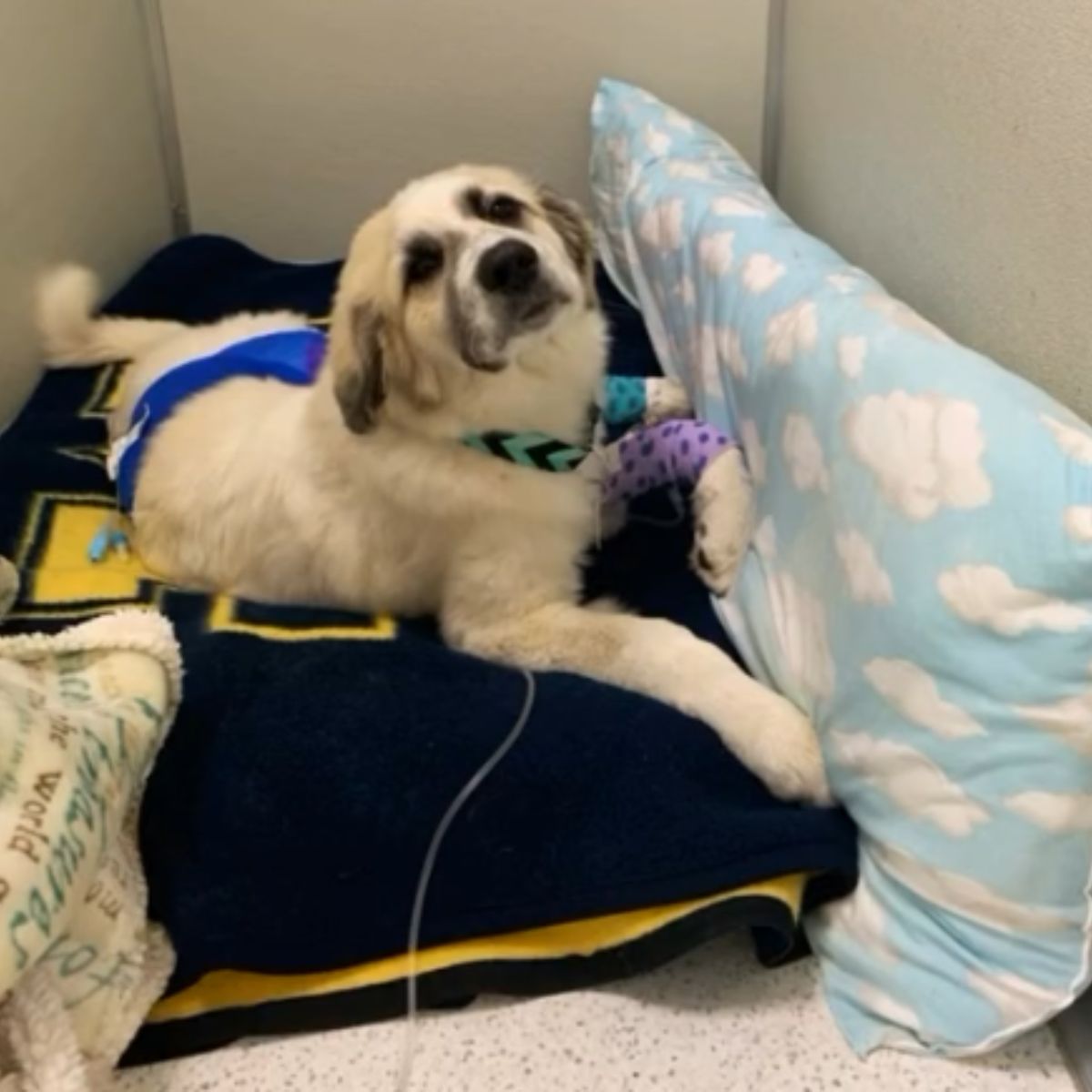 dog lying in bed