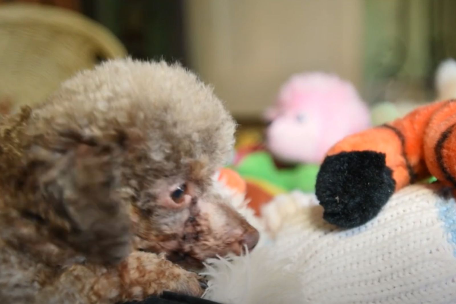 dog looking at a toy