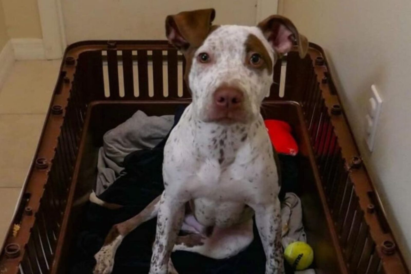 dog looking at the camera