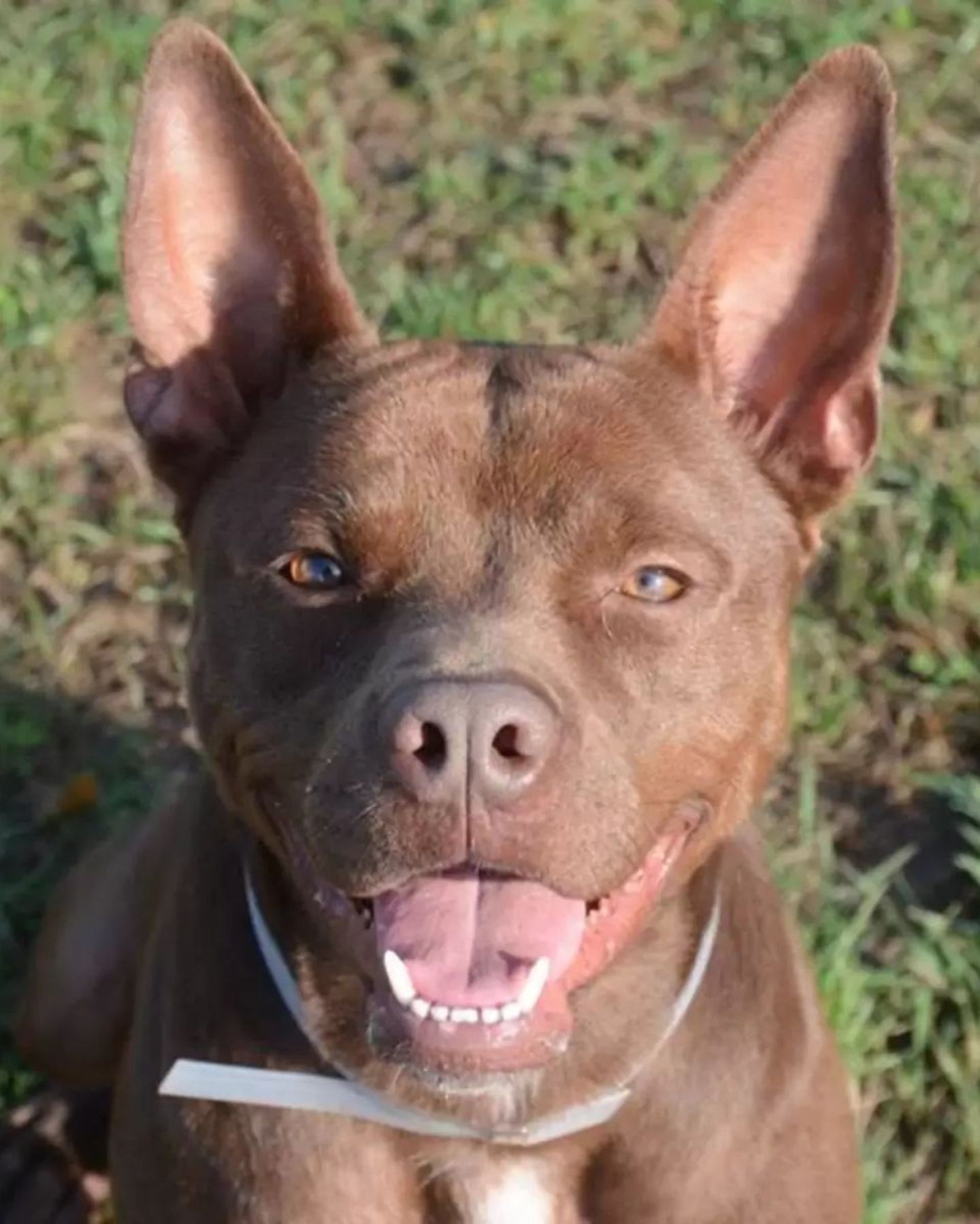 dog looking at the camera