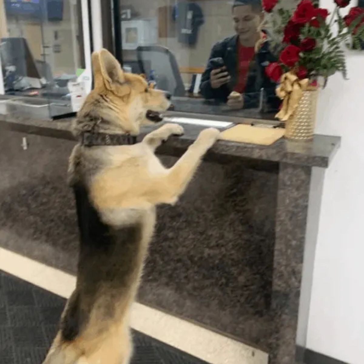 dog looking over the counter