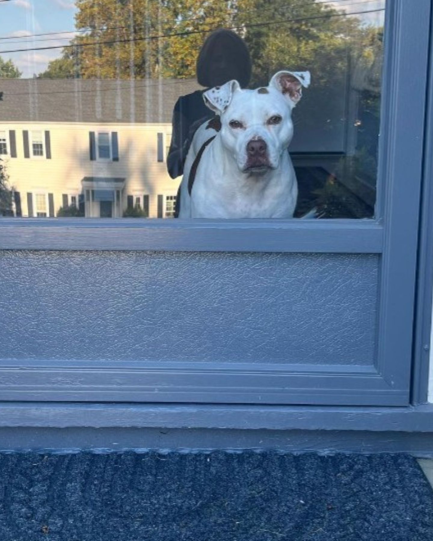 dog looking through the window
